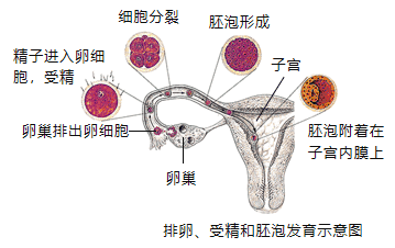 人的生殖过程