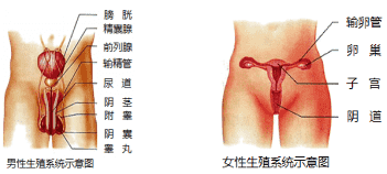 人类的生殖系统
