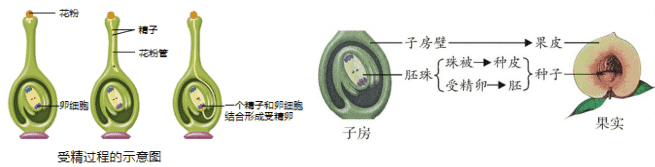 传粉受精