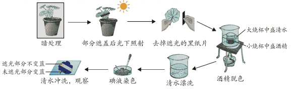光合作用实验
