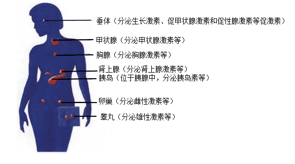 内分泌系统