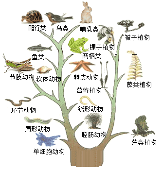动植物进化的大致过程