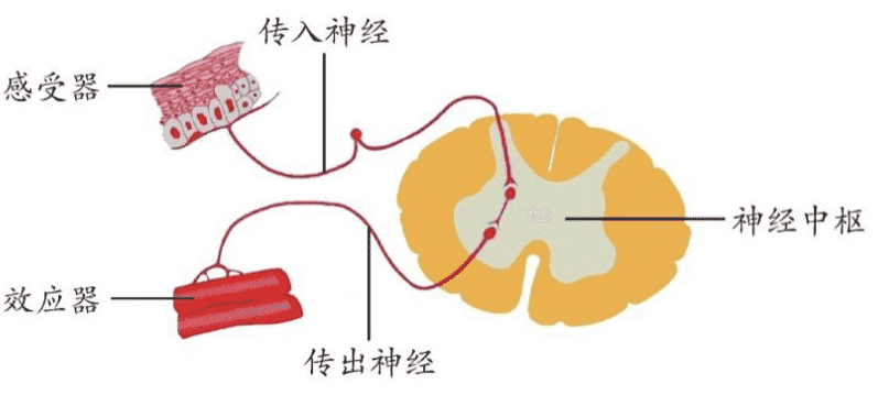 反射弧