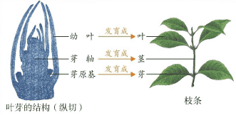 叶芽
