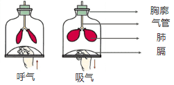 呼吸运动