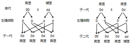 孟德尔的豌豆杂交实验遗传图解