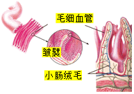小肠的结构