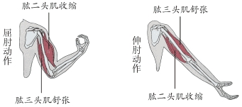 屈肘和伸肘运动