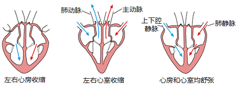 心脏工作示意图