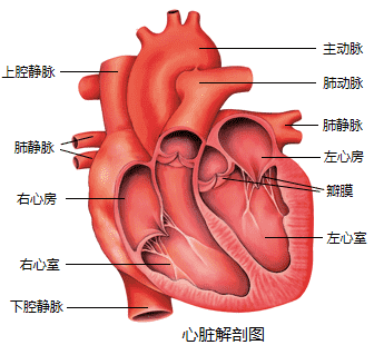 心脏的结构