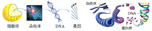 染色体与DNA的关系示意图