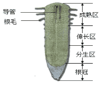 根尖