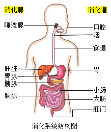 消化系统结构图