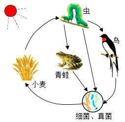 生态系统