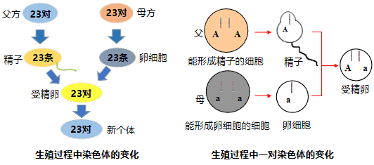 生殖过程中染色体的变化