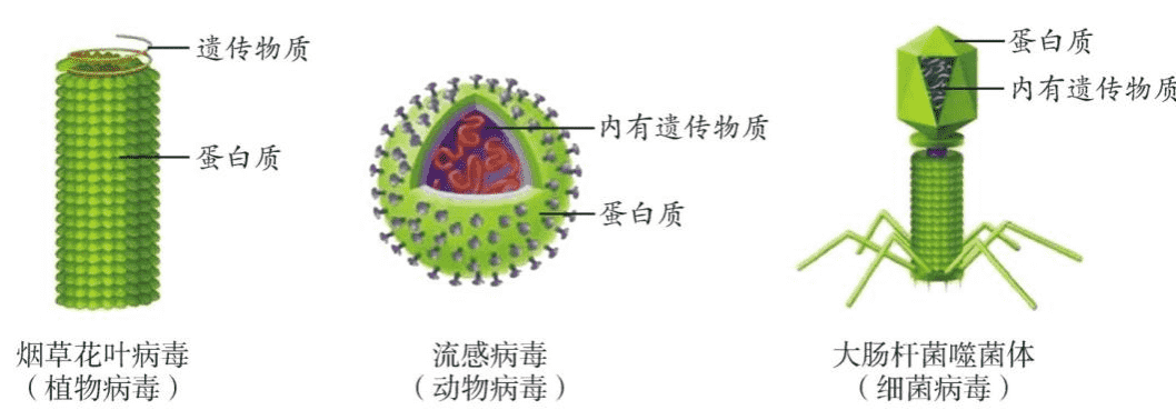 病毒