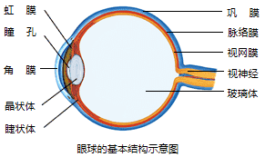 眼球的结构