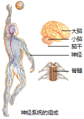 神经系统的组成