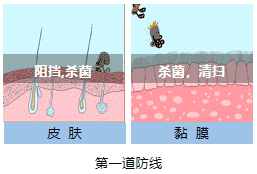 第一道防线