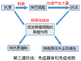 第三道防线