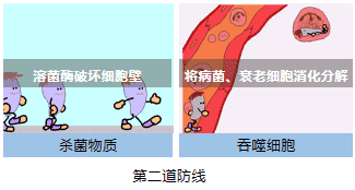 第二道防线