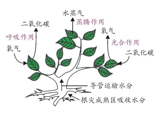 绿色植物三大作用