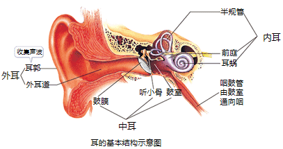 耳的结构