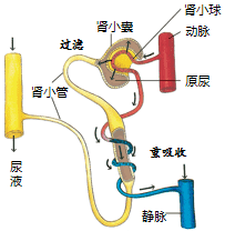 肾脏的内部结构