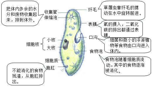 草履虫