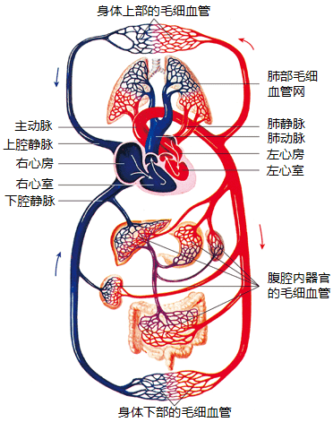 血液循环的途径