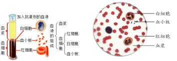 血液的组成