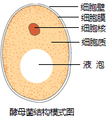 酵母菌