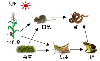 食物链