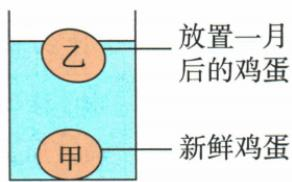鸡蛋浮沉条件的逐项判断题图