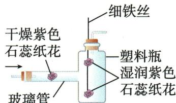 干燥与湿润紫色石蕊纸花装置