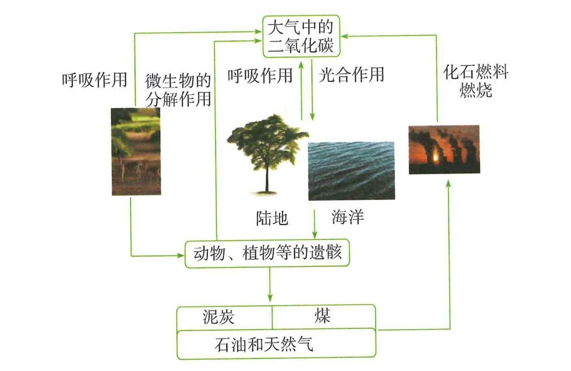 碳在大气、生物和化石燃料之间转移的简化示意图