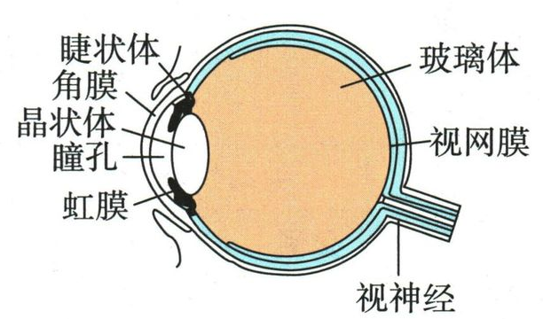 眼球中晶状体角膜和视网膜