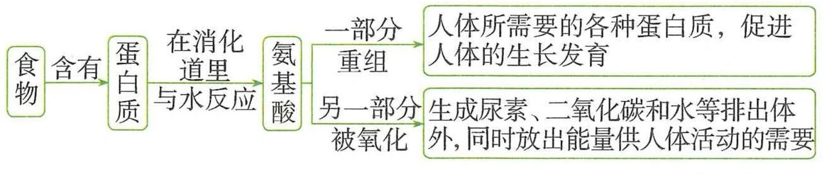 食物蛋白质消化为氨基酸后，分别参与合成与供能的示意图