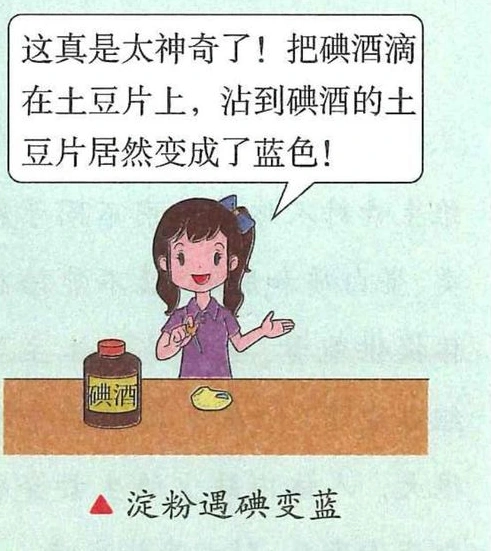 土豆片接触碘酒后呈蓝色的课堂演示示意