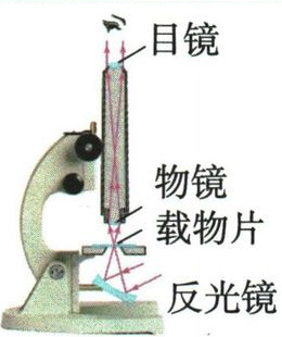显微镜的物镜和目镜