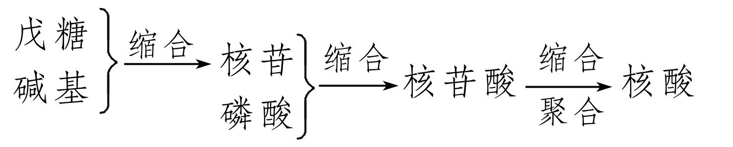 戊糖碱基磷酸与核酸的组成层次