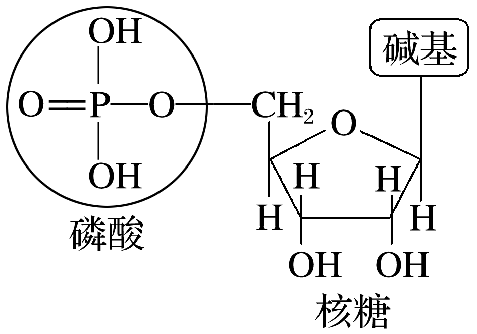 题给核酸基本单元结构图