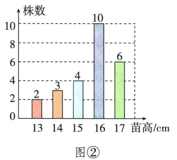 图②：13至17厘米各苗高对应株数