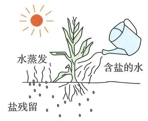 含盐水进入土壤与水分蒸发的过程图