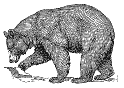 bear