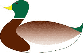 duck