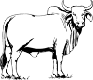 ox