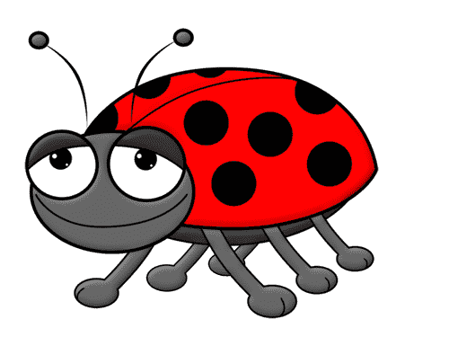 bug