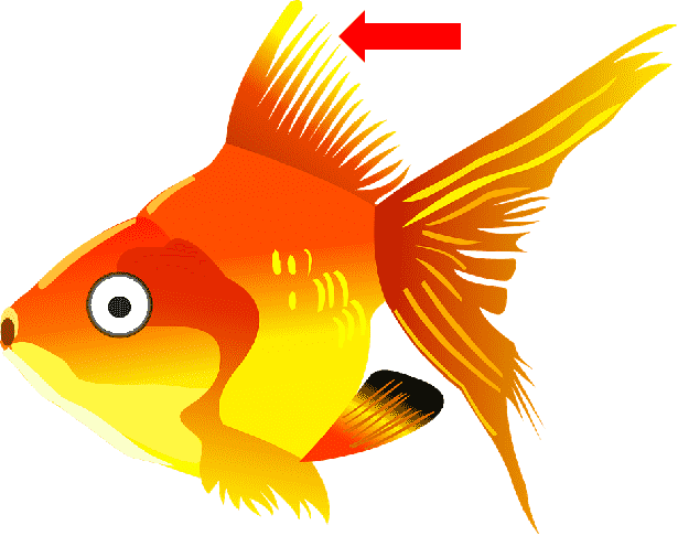 fin