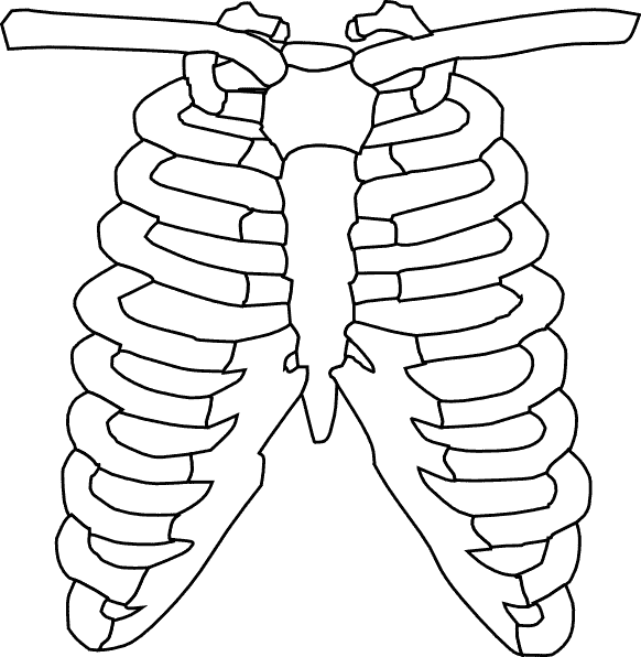 rib